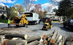 Best Leaf Removal  in Nephi, UT