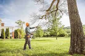 Best Tree Trimming and Pruning  in Nephi, UT