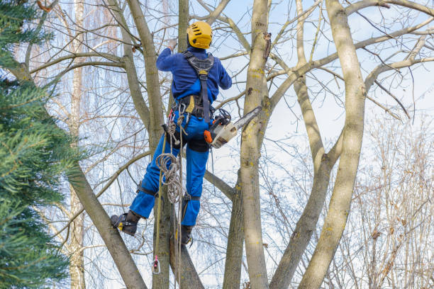 Best Tree and Shrub Care  in Nephi, UT