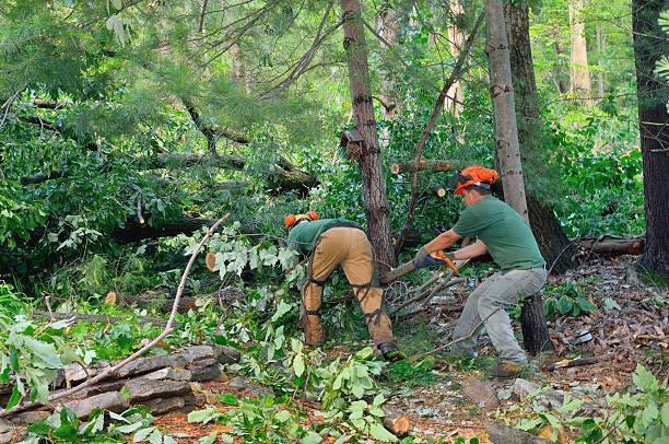 Leaf Removal in Nephi, UT