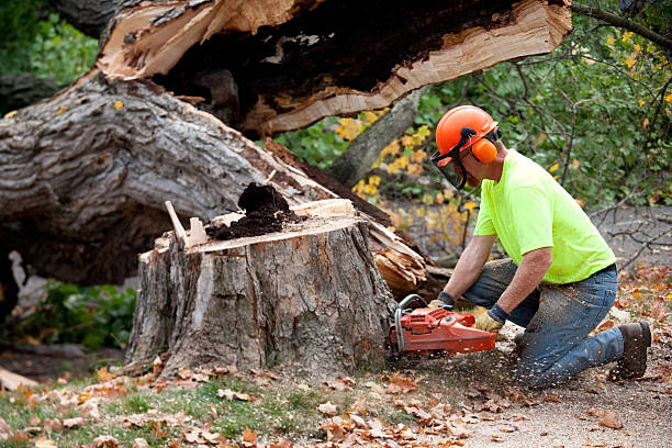 Best Commercial Tree Services  in Nephi, UT