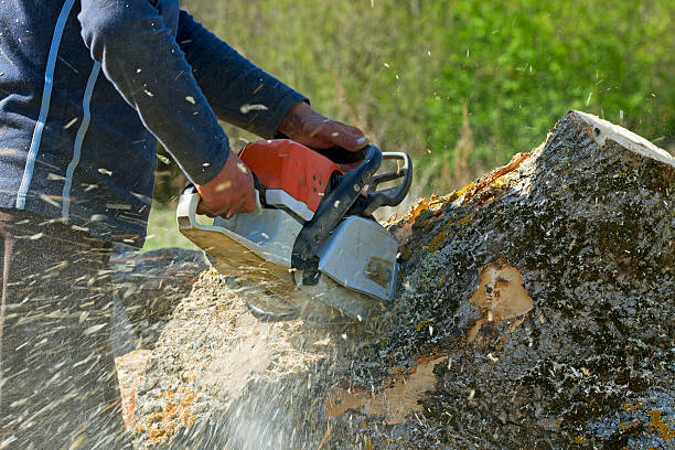 Best Storm Damage Tree Cleanup  in Nephi, UT