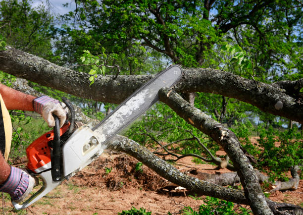 Best Emergency Tree Removal  in Nephi, UT